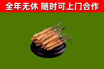 绥江烟酒回收冬虫夏草.jpg